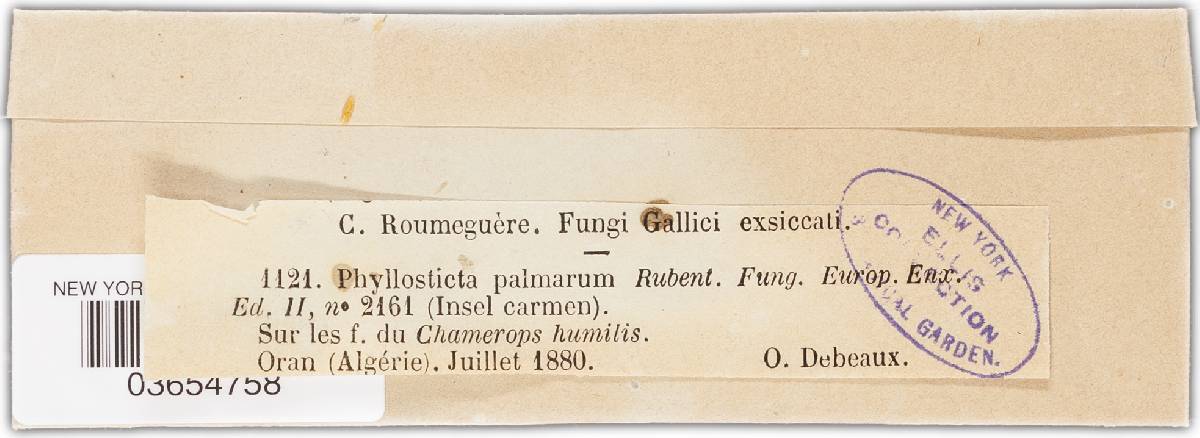 Phyllosticta palmarum image