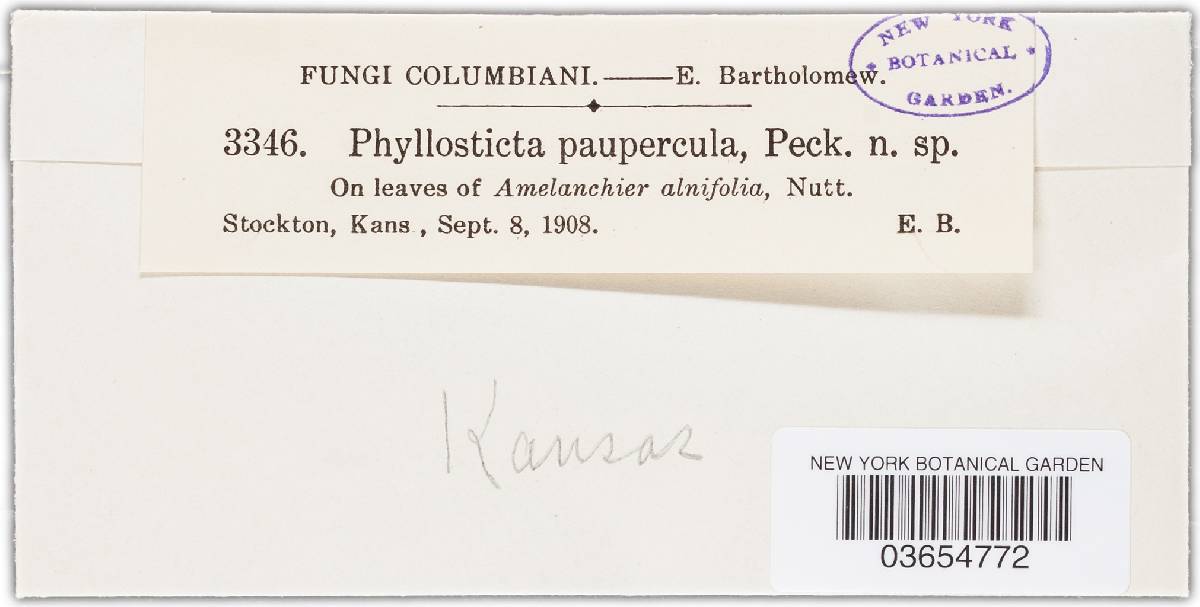 Phyllosticta paupercula image