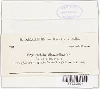 Phyllosticta phaseolina image