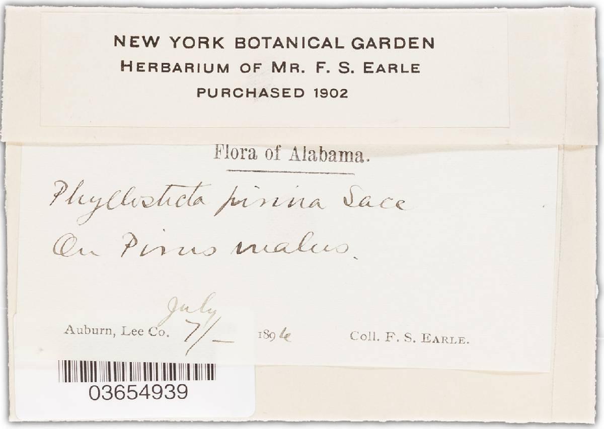 Phyllosticta pirina image
