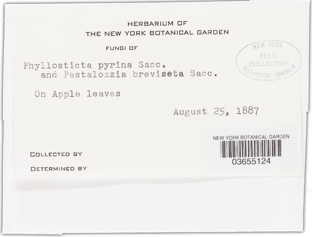 Phoma pomorum var. pomorum image
