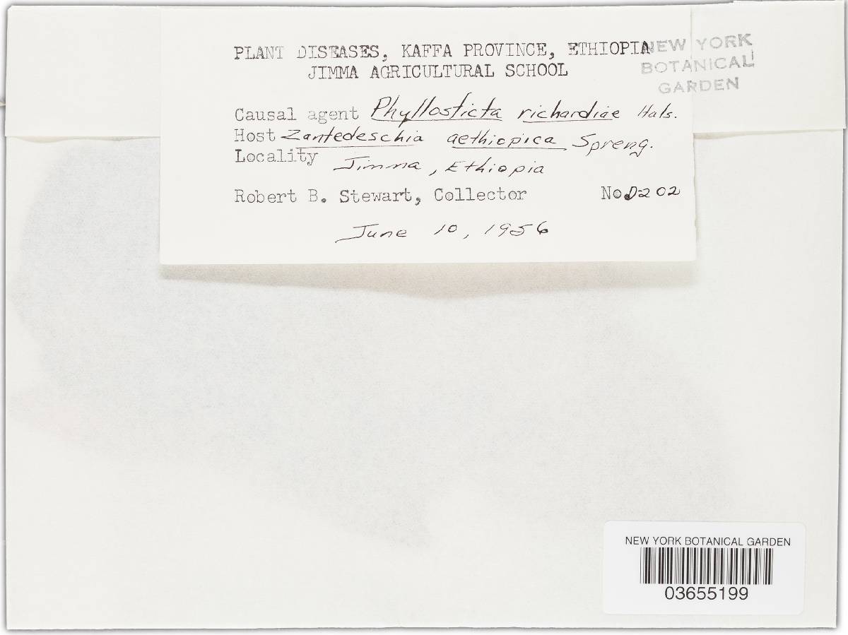 Phyllosticta richardiae image