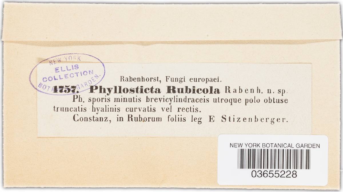 Phyllosticta rubicola image