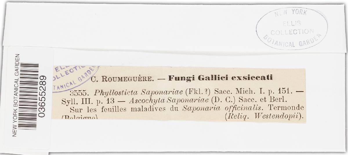 Asteromella saponariae image