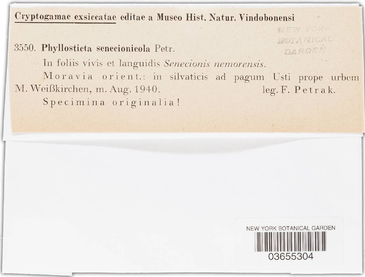 Phyllosticta senecionicola image