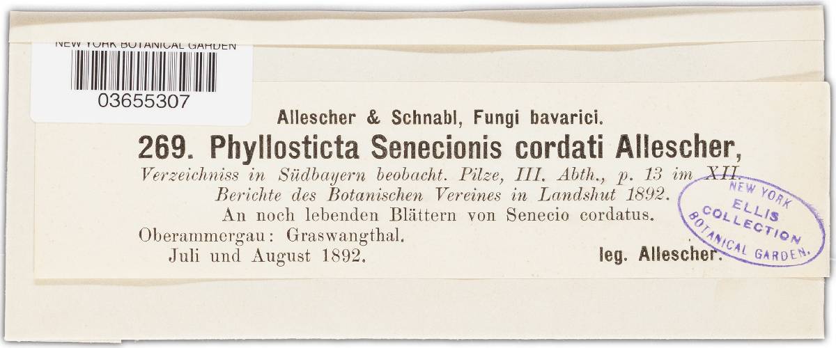 Phyllosticta senecionis-cordati image