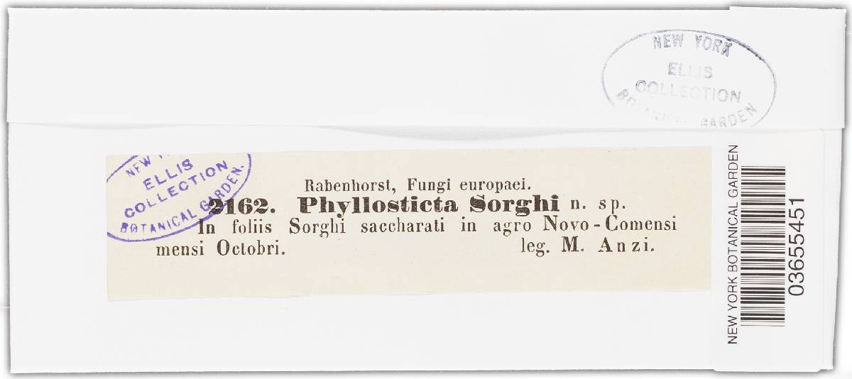 Phyllosticta sorghi image