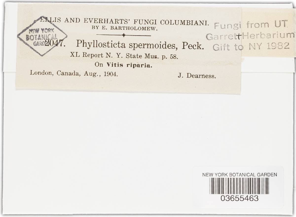 Phyllosticta spermoides image