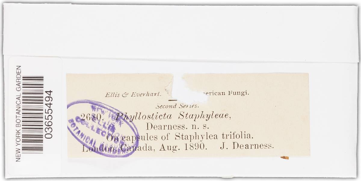 Phyllosticta staphyleae image