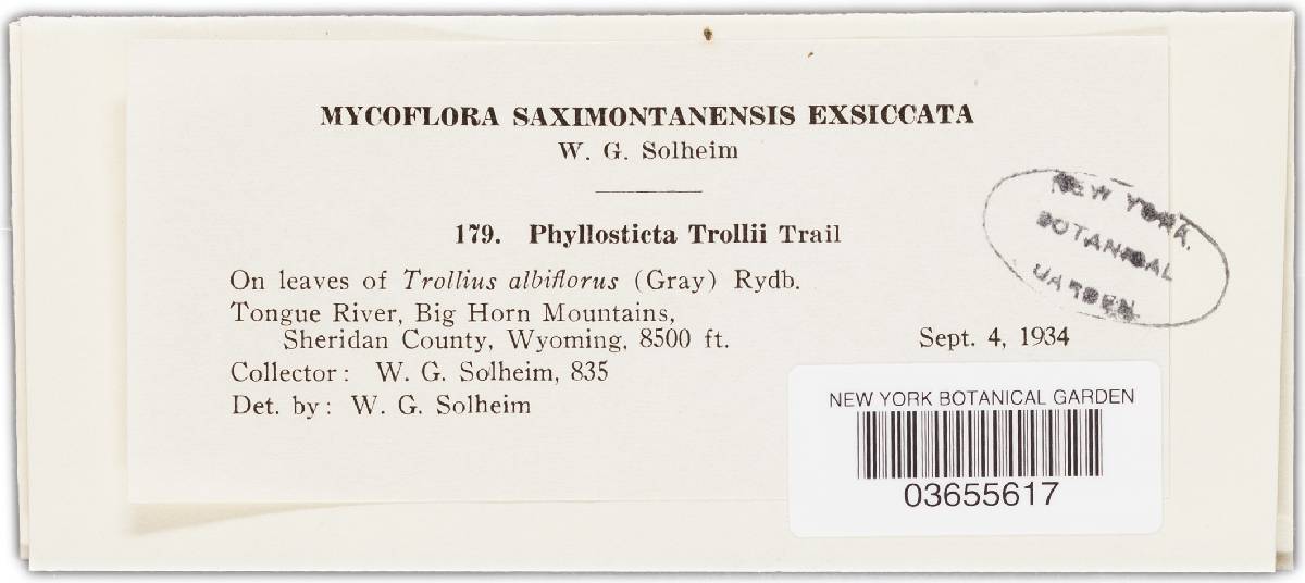 Phyllosticta trollii image