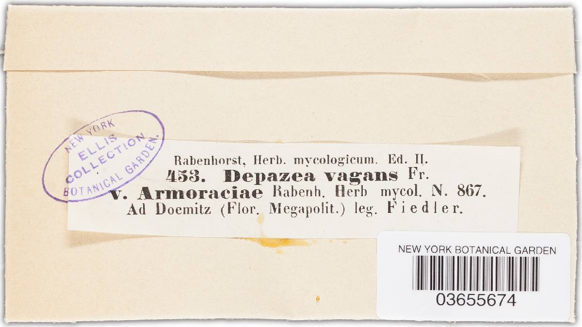Phyllosticta vagans image
