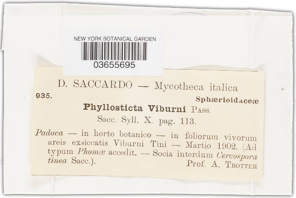 Phyllosticta viburni image