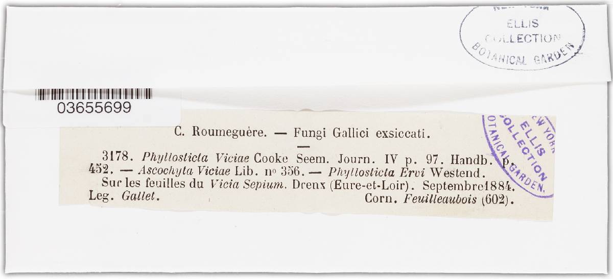Phyllosticta viciae image