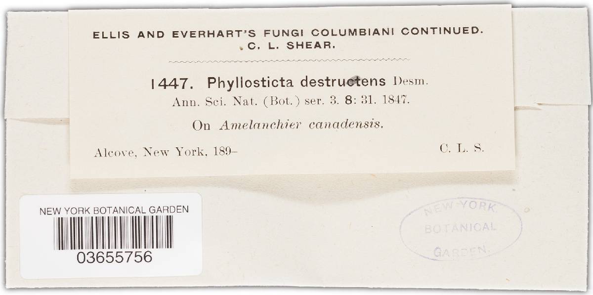 Phyllosticta virginica image