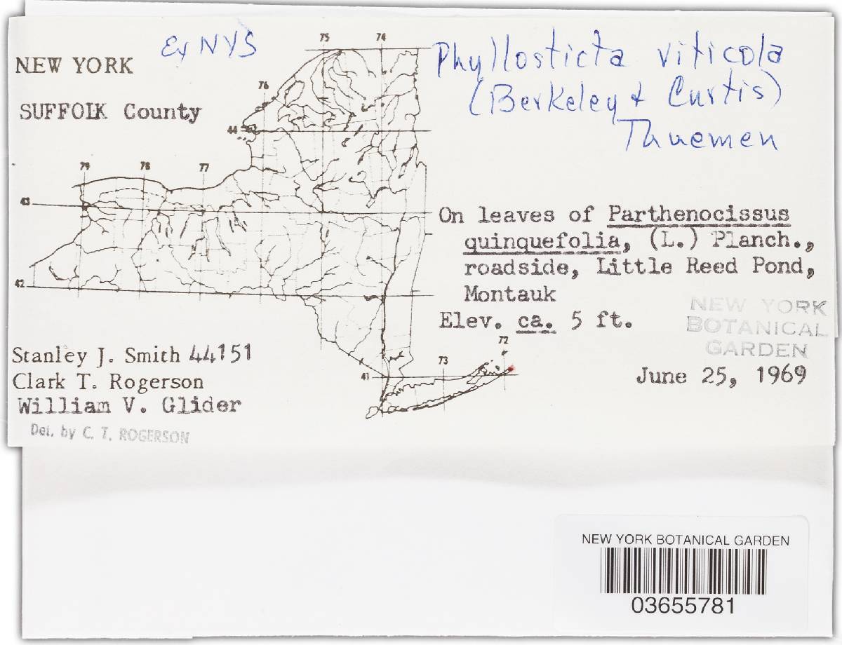 Phyllosticta viticola image