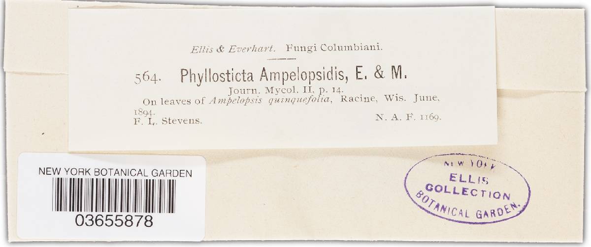 Phyllosticta ampelopsidis image