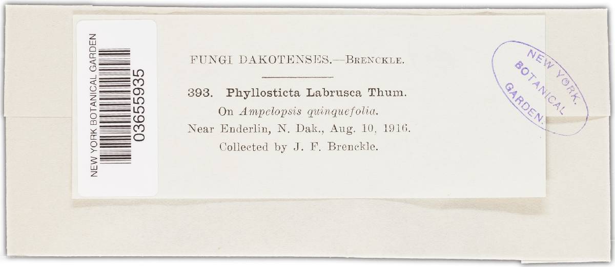 Phyllosticta labruscae image