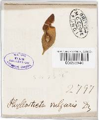 Ascochyta tenerrima image