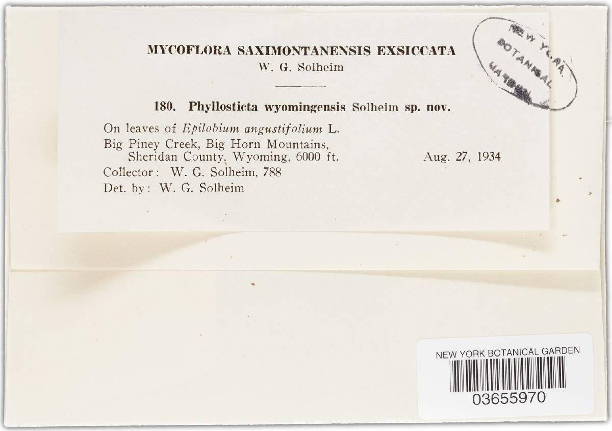 Phyllosticta wyomingensis image