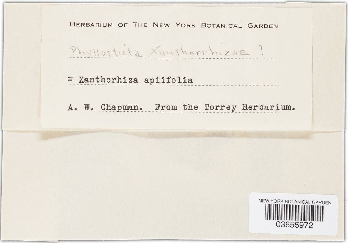 Phyllosticta xanthorrhizae image