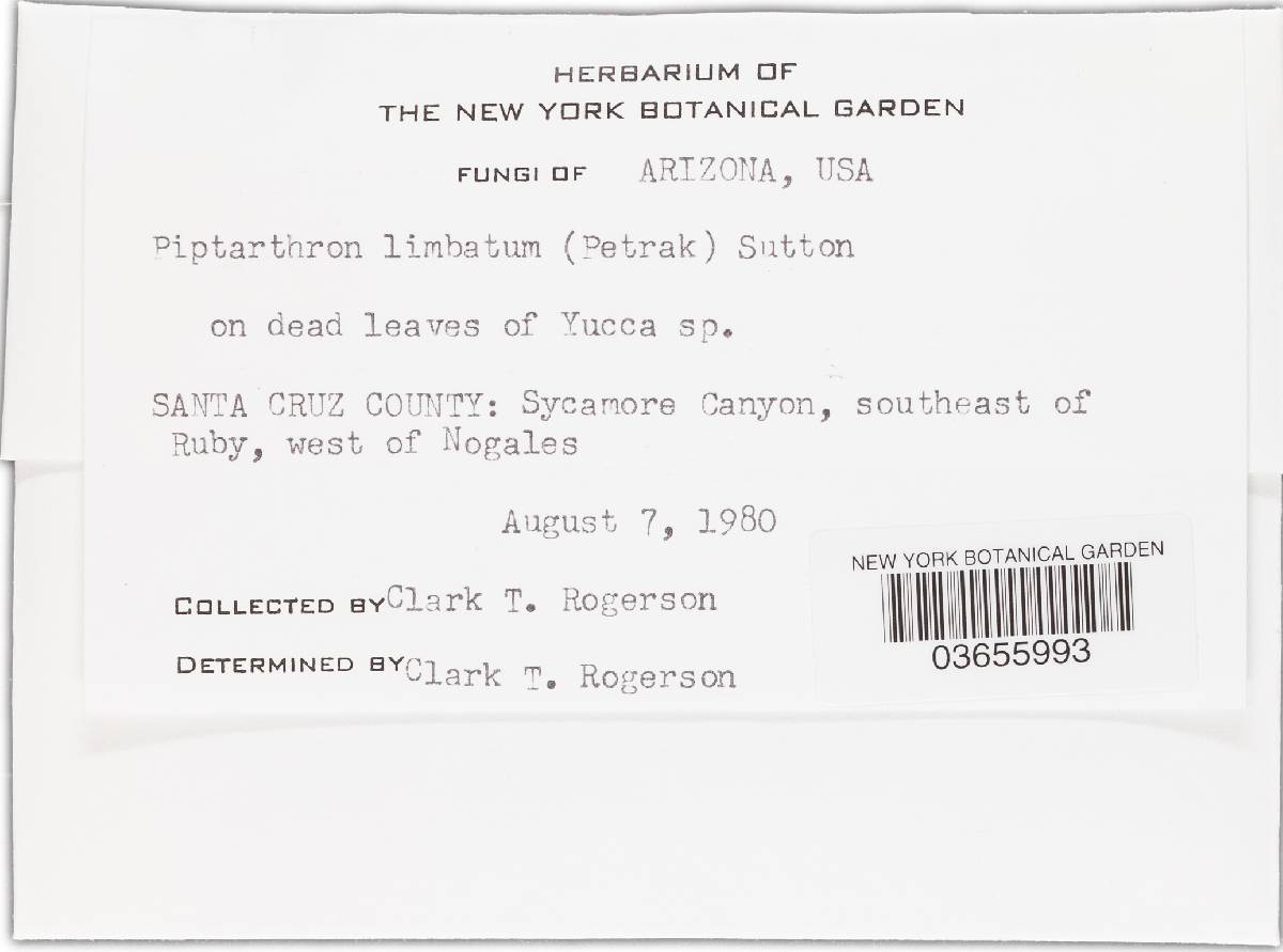 Piptarthron limbatum image