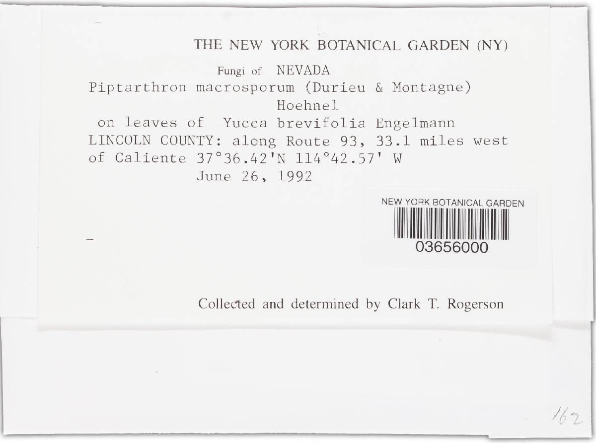 Piptarthron macrosporum image