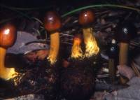 Elaphocordyceps capitata image