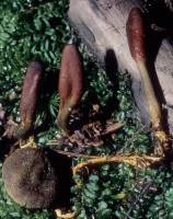 Elaphocordyceps ophioglossoides image