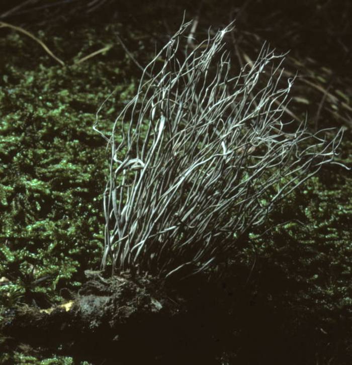 Hirsutella stylophora image
