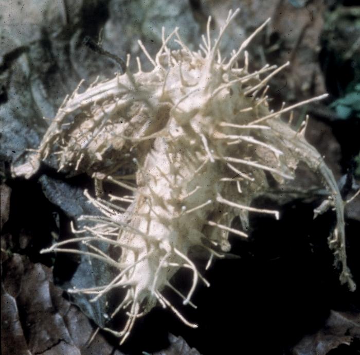 Hymenostilbe sphingum image