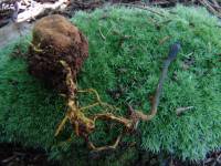 Elaphocordyceps ophioglossoides image