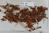 Puccinia wahlenbergiae image
