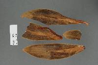 Puccinia celmisiae image