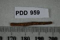 Phomopsis cunninghamii image