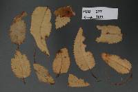 Puccinia atkinsonii image