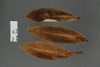 Puccinia celmisiae image