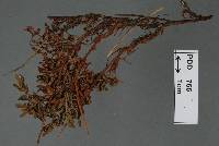 Phragmidium novae-zelandiae image