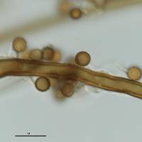 Elaphomyces granulatus image