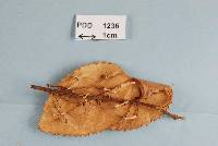 Nectria hoheriae image