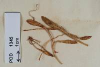 Uromyces sellierae image