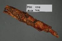 Meruliopsis miniata image