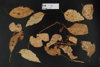 Puccinia plagianthi image