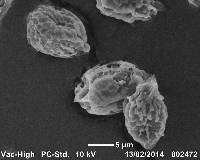 Uromyces waipoua image