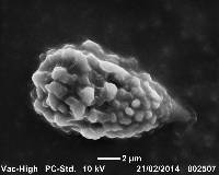 Ustilago tritici image