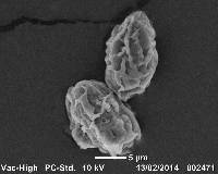 Uromyces waipoua image