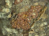 Calonectria novae-zealandiae image