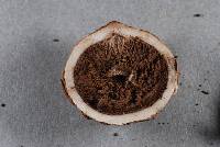 Geastrum velutinum image