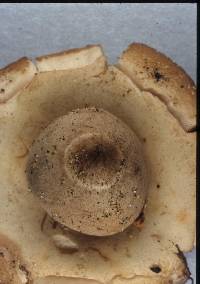 Geastrum triplex image