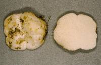 Gymnomyces redolens image