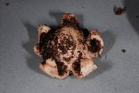 Geastrum australe image